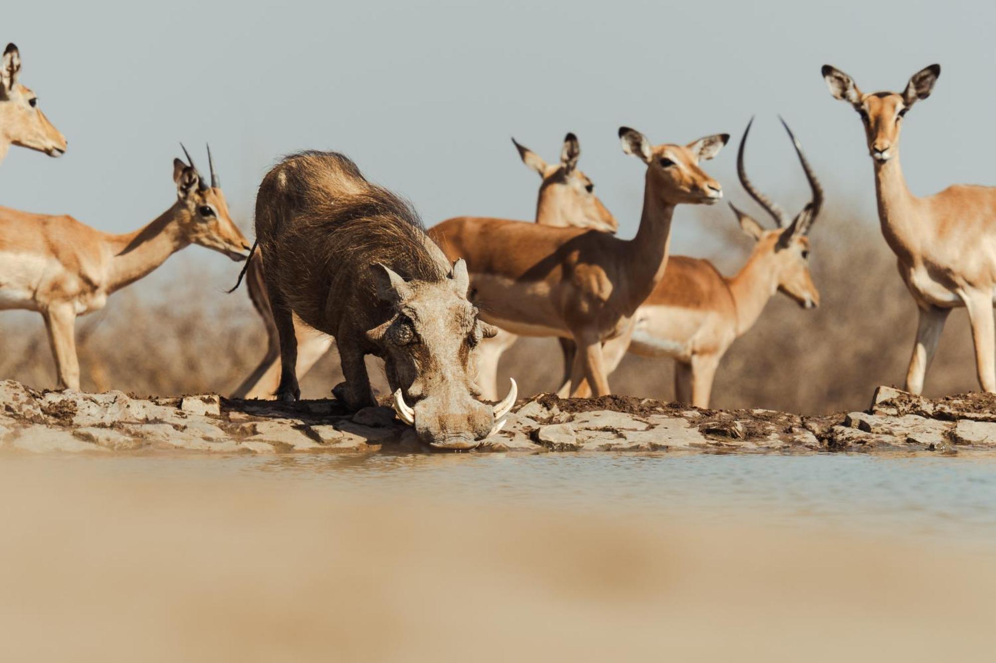 Last Word Madikwe Madikwe Game Reserve Extérieur photo