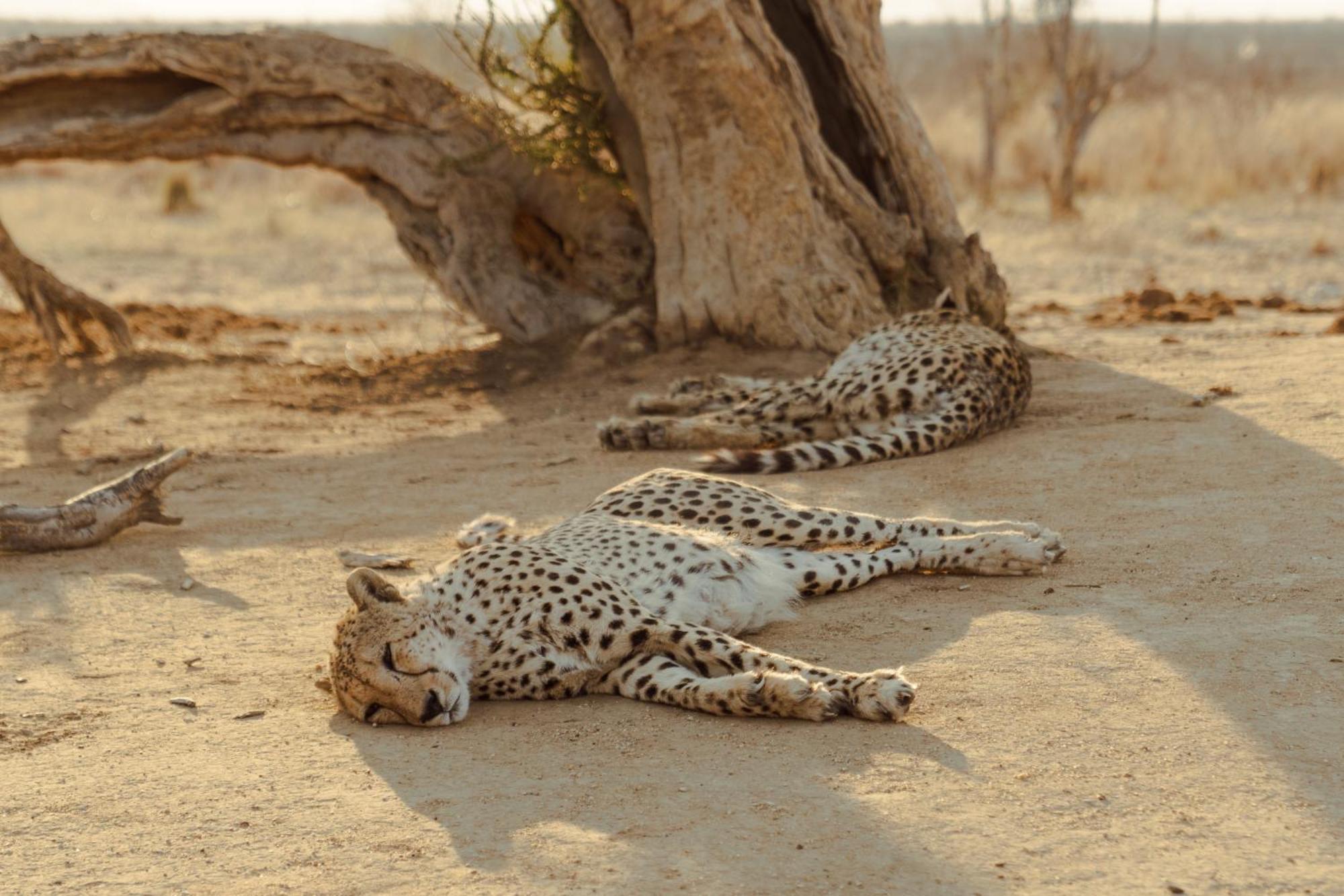 Last Word Madikwe Madikwe Game Reserve Extérieur photo