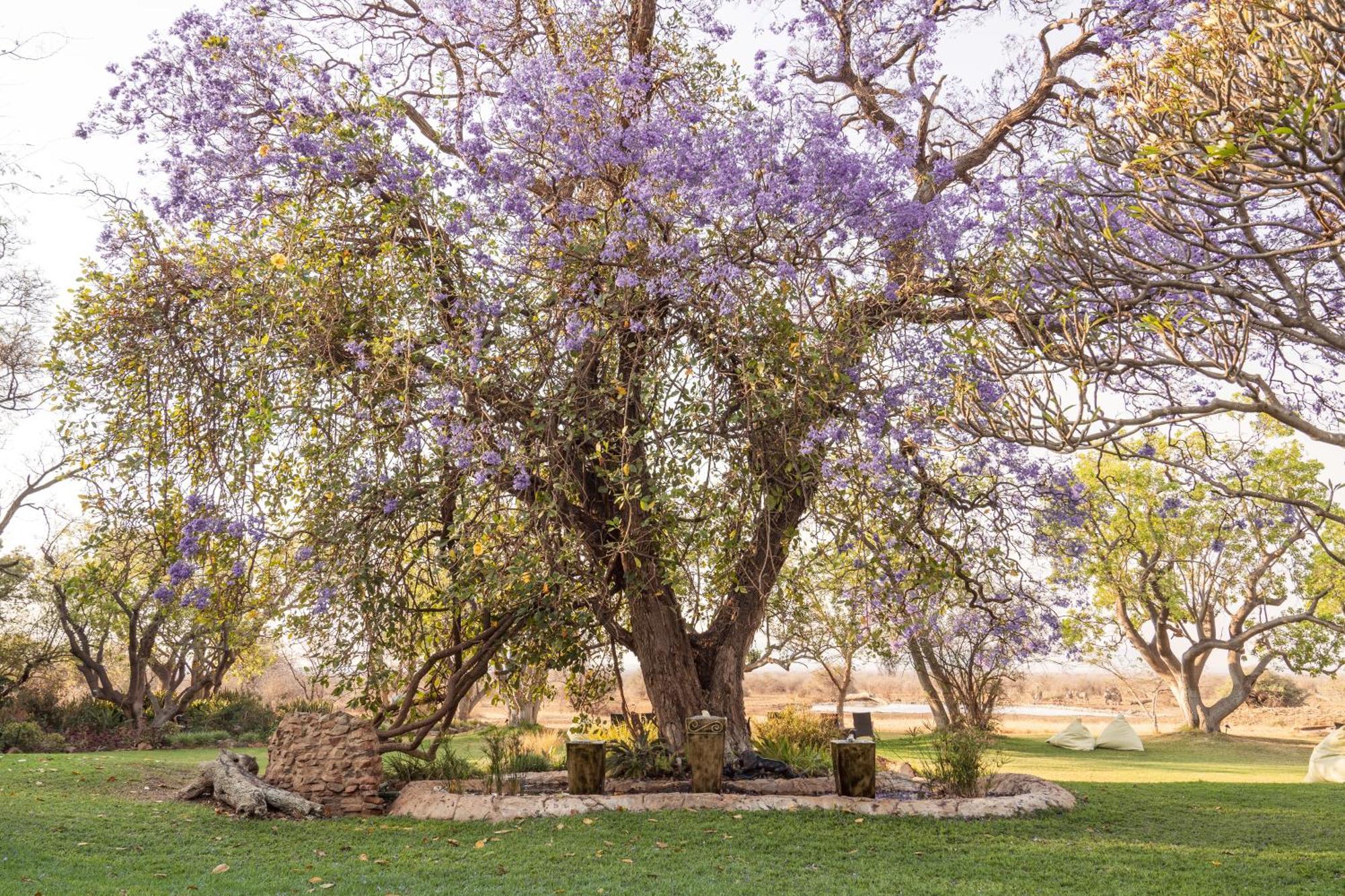 Last Word Madikwe Madikwe Game Reserve Extérieur photo