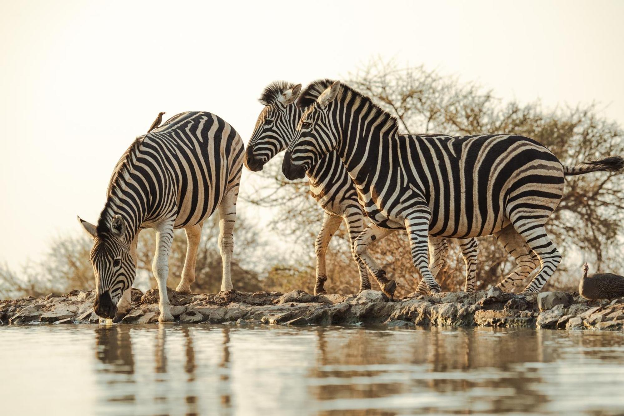 Last Word Madikwe Madikwe Game Reserve Extérieur photo
