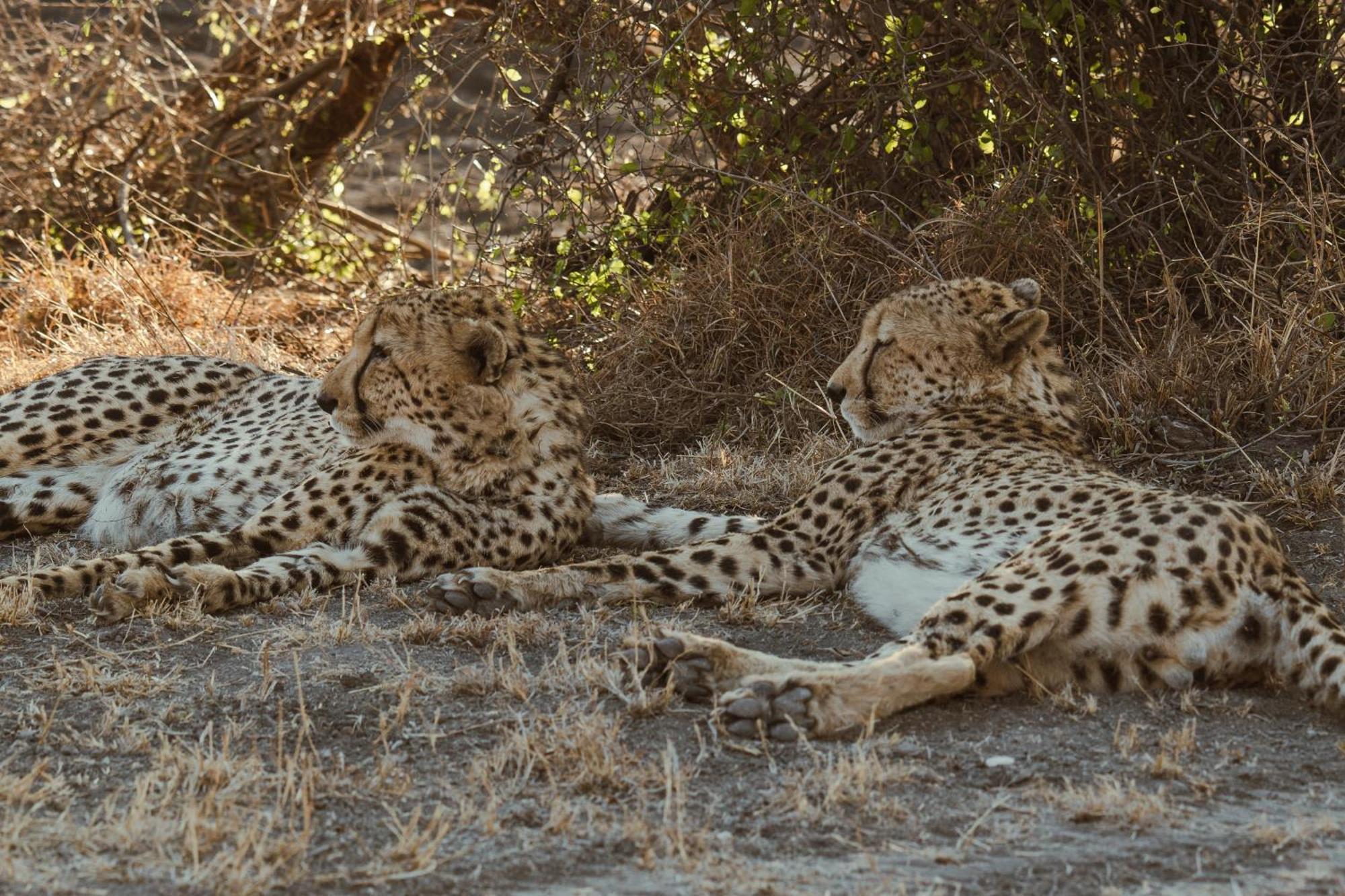 Last Word Madikwe Madikwe Game Reserve Extérieur photo